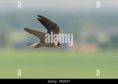 Faucon pèlerin / Wanderfalke ( Falco peregrinus ), adulte, contact visuel, en vol rapide, haut au-dessus du pays culturel, faune, Europe. Banque D'Images