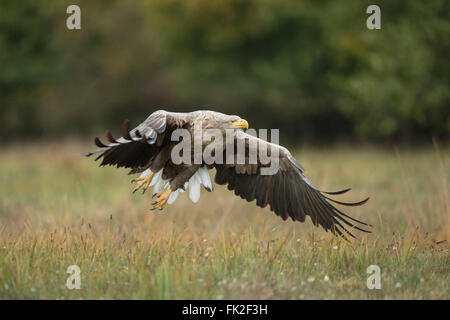 White-tailed Eagle / l'Aigle de mer / Seeadler ( Haliaeetus albicilla ) s'exécute à partir d'un pâturage à l'automne, puissant, adultes de la faune. Banque D'Images