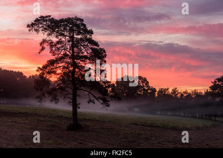 Comme la brume du matin se lève sur la forêt de Brocéliande près de pâturages, dawn peint le ciel avec des nuances de pourpre et rouge. Banque D'Images