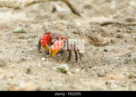 Parasesarma Leptosoma : Un crabe arboricole sur le sable Banque D'Images