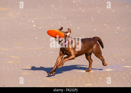 Nyasa, un jeune Labrador brun chocolat qui profite du soleil et de la plage, pourchassant une franche d'orange. Banque D'Images