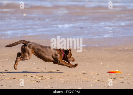 Nyasa, un jeune Labrador brun chocolat qui profite du soleil et de la plage, pourchassant une franche d'orange. Banque D'Images