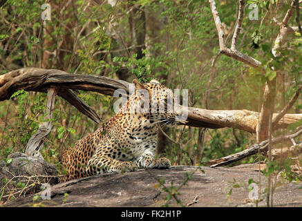 Sri-Lankais Leopard (Panthera pardus Kotiya) sur une pierre dans la brousse, parc national de Yala, au Sri Lanka Banque D'Images