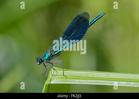 Demoiselle (Calopteryx Banded demoiselle splendens), homme, les petites demoiselles (Calopterygidae), Suisse Banque D'Images