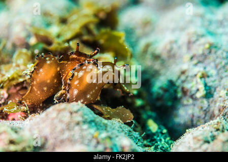 Couple de lièvres de mer. Sur le petit rocher en eau peu profonde. 3m de profondeur. Banque D'Images