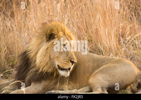 Male lion (Panthera leo) au repos dans l'herbe haute, Zarafa Camp, Selinda, Okavango Delta, le nord du Botswana Banque D'Images