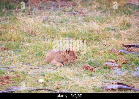 Mignon, jeune lion (Panthera leo) cub, Zarafa Camp, Selinda, Okavango Delta, le nord du Botswana Banque D'Images