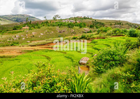 Paysage de champ de riz dans le centre de Madagascar Banque D'Images