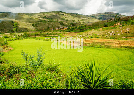 Paysage de champ de riz dans le centre de Madagascar Banque D'Images