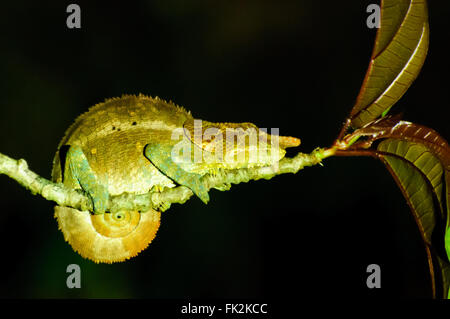 Calumma crypticum : un mystérieux ou bleu-pattes Chameleon dormir sur une branche dans la nuit dans le Parc National de Ranomafana à Madagascar Banque D'Images