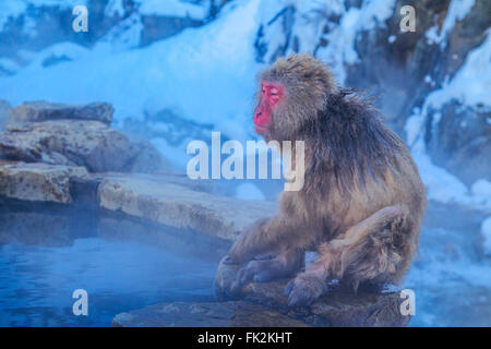 La neige un singe à Jigokudani's Hot spring, au Japon. Banque D'Images