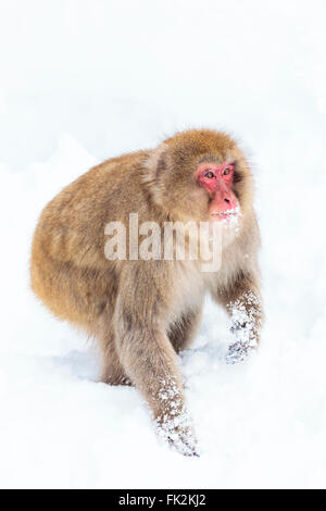 Un singe de la neige dans la neige à proximité de Jigokudani Hot spring, au Japon. Banque D'Images