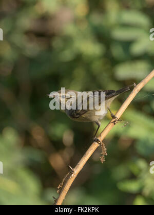 Hume Phylloscopus humei orangée (feuilles) à Thol Bird Sanctuary, Gujarat, Inde Banque D'Images