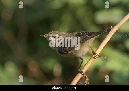 Hume Phylloscopus humei orangée (feuilles) à Thol Bird Sanctuary, Gujarat, Inde Banque D'Images