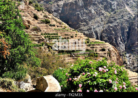 Sharayjah, Jebel Shams, terrasses de roses, Sultanat d'Oman Banque D'Images