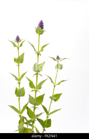 Agastache Rugosa floraison pourpre sur fond blanc Banque D'Images