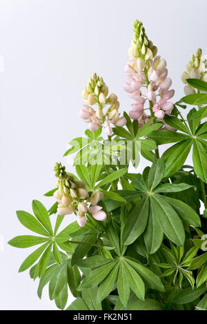 Beaucoup de rose à fleurs sur fond blanc lupin à feuilles Banque D'Images