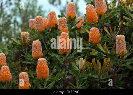 Banksia en fleurs plante. L'ouest de l'Australie. Banque D'Images