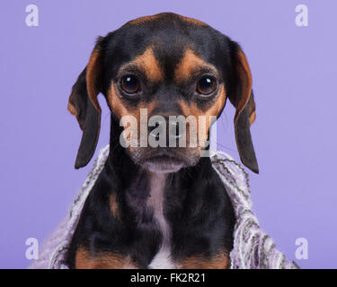 Beagle Chiot Pug chien avec fond violet Banque D'Images