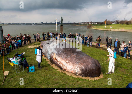 Des baleines échouées, un art performance pendant un art, Duisburger Akzente festival à Duisburg, Allemagne, au Rhin, Banque D'Images