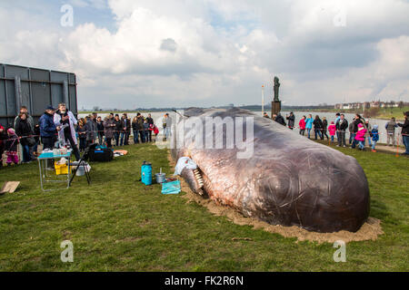 Des baleines échouées, un art performance pendant un art, Duisburger Akzente festival à Duisburg, Allemagne, au Rhin, Banque D'Images