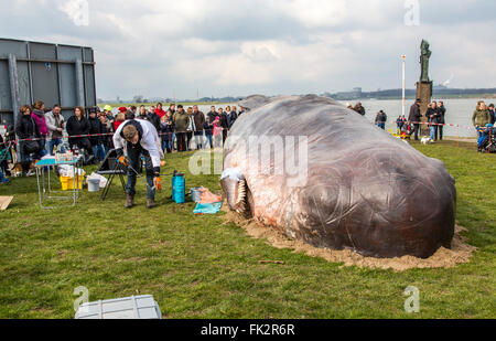 Des baleines échouées, un art performance pendant un art, Duisburger Akzente festival à Duisburg, Allemagne, au Rhin, Banque D'Images