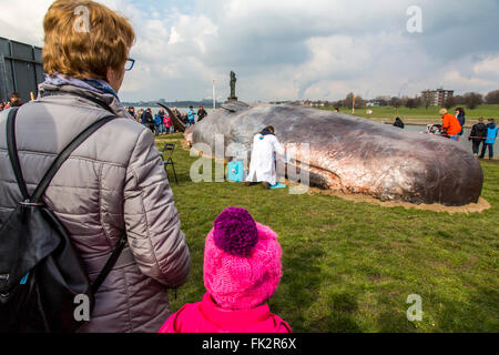 Des baleines échouées, un art performance pendant un art, Duisburger Akzente festival à Duisburg, Allemagne, au Rhin, Banque D'Images