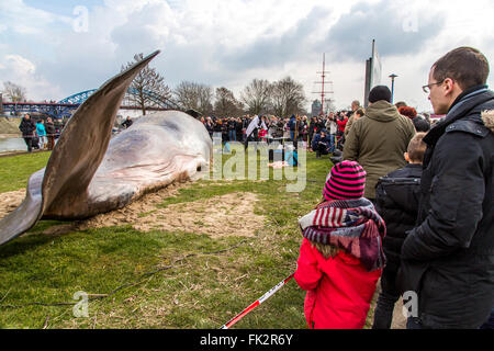 Des baleines échouées, un art performance pendant un art, Duisburger Akzente festival à Duisburg, Allemagne, au Rhin, Banque D'Images