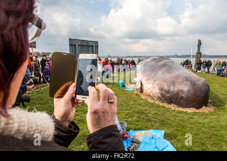 Des baleines échouées, un art performance pendant un art, Duisburger Akzente festival à Duisburg, Allemagne, au Rhin, Banque D'Images