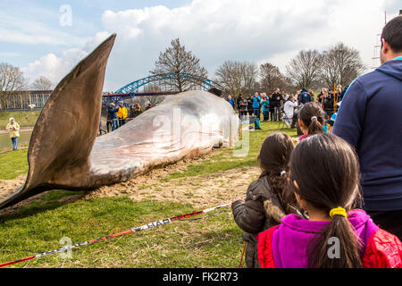 Des baleines échouées, un art performance pendant un art, Duisburger Akzente festival à Duisburg, Allemagne, au Rhin, Banque D'Images