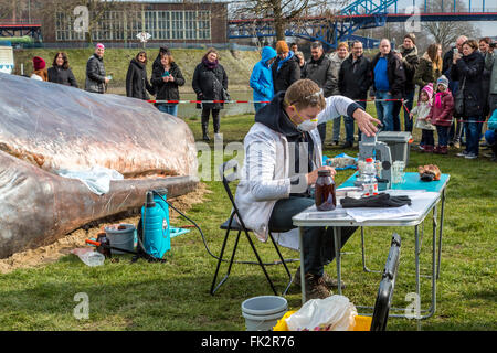 Des baleines échouées, un art performance pendant un art, Duisburger Akzente festival à Duisburg, Allemagne, au Rhin, Banque D'Images