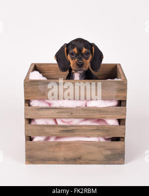Beagle Puppy Pug dans Boîte en bois. Banque D'Images