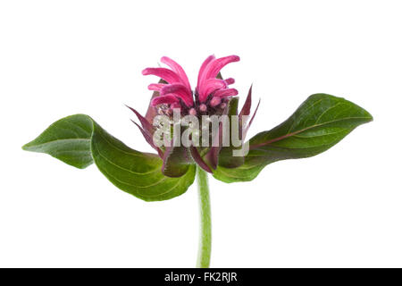 Seule rose frais monardes fleur sur fond blanc Banque D'Images