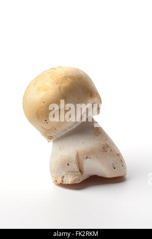 Matière première unique champignon anis sur fond blanc Banque D'Images