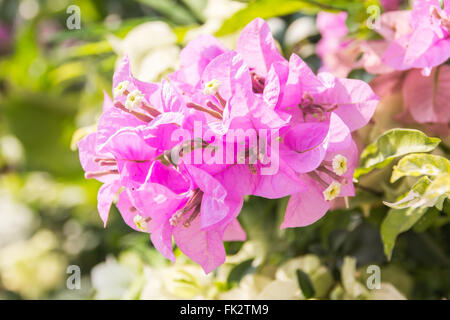 Belles fleurs de bougainvilliers magenta (Bougainvillea glabra Choisy), soft focus Banque D'Images