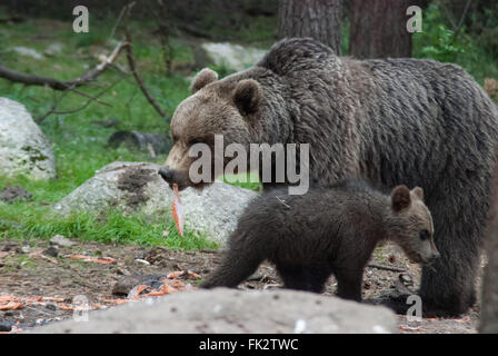 Ours brun européen eurasiennes ou ours brun (Ursus arctos arctos) et les jeunes dans la taïga cub à l'est de la Finlande Banque D'Images