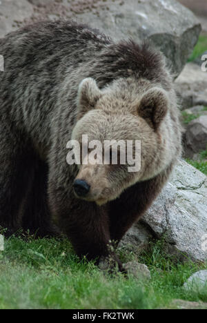 Ours brun européen eurasiennes ou ours brun (Ursus arctos arctos) dans la taïga de l'est de la Finlande. Banque D'Images