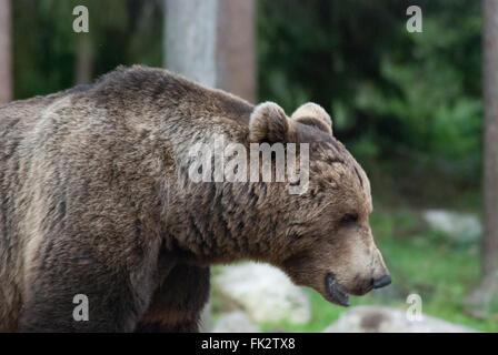 Ours brun européen eurasiennes ou ours brun (Ursus arctos arctos) dans la taïga de l'est de la Finlande. Banque D'Images