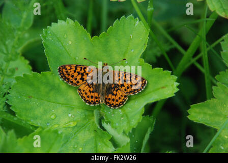 Cranberry fritillary butterfly (Boloria aquilonaris) dans le pré en Finlande Banque D'Images