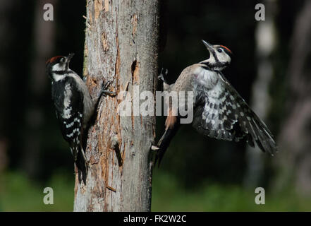 Deux grands pics tachetés (Dendrocopos major) sur le tronc de l'arbre à l'est de la Finlande Banque D'Images