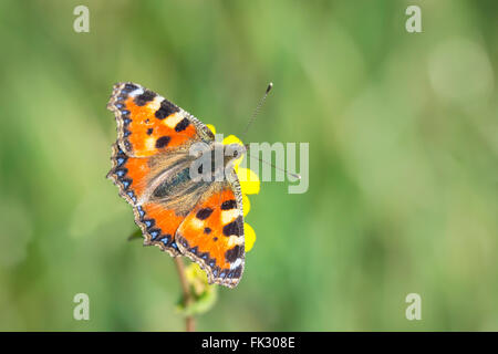 Close-up de la petite écaille (Aglais urticae) alimentation papillon de nectar de fleur, une vue de dessus sur les ailes. Banque D'Images