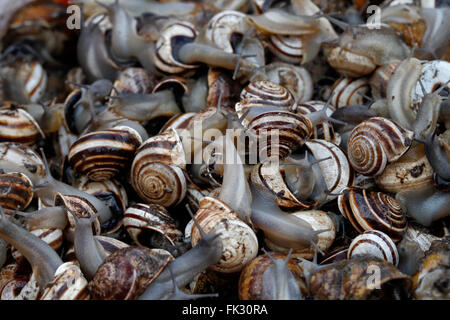 Certains escargots prêts à être vendre dans un marché. Banque D'Images