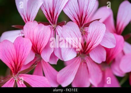 Géranium (Pelargonium peltatum) en fleurs Banque D'Images