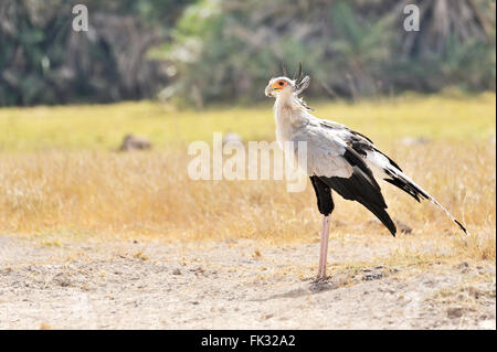 Secrétaire de l'Afrique de l'oiseau, secretarybird, Sagittaire serpentarius Banque D'Images