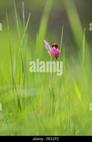 Orchidée Serapias lingua (langue maternelle) dans l'herbe, le lac Trasimène, Apennins, Ombrie, Italie Banque D'Images