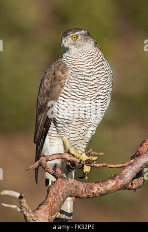 L'Autour des palombes (Accipiter gentilis) sitting on branch, Tyrol, Autriche Banque D'Images