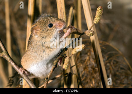 Souris d'Eurasie (Micromys minutus), Tyrol, Autriche Banque D'Images