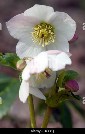 Rose de Lenten, hellébore noir, Helleborus niger hiver Helleborus rose de Noël blanche Banque D'Images