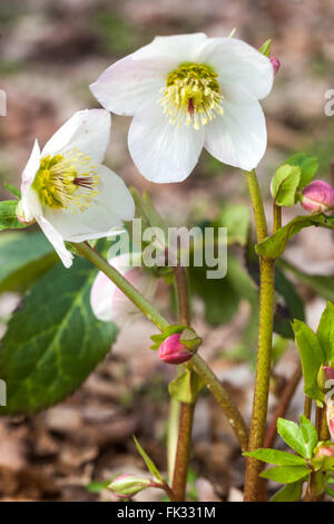 Noël Rose, Black Hellebore Helleborus niger, l'hiver Banque D'Images