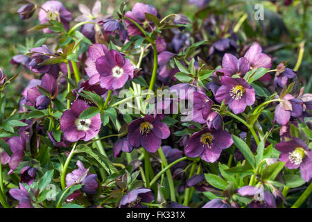 Lenten rose hellébores pourpre hellébores jardin à la fin de l'hiver Banque D'Images